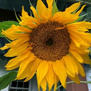 Meet your Posher, Tess